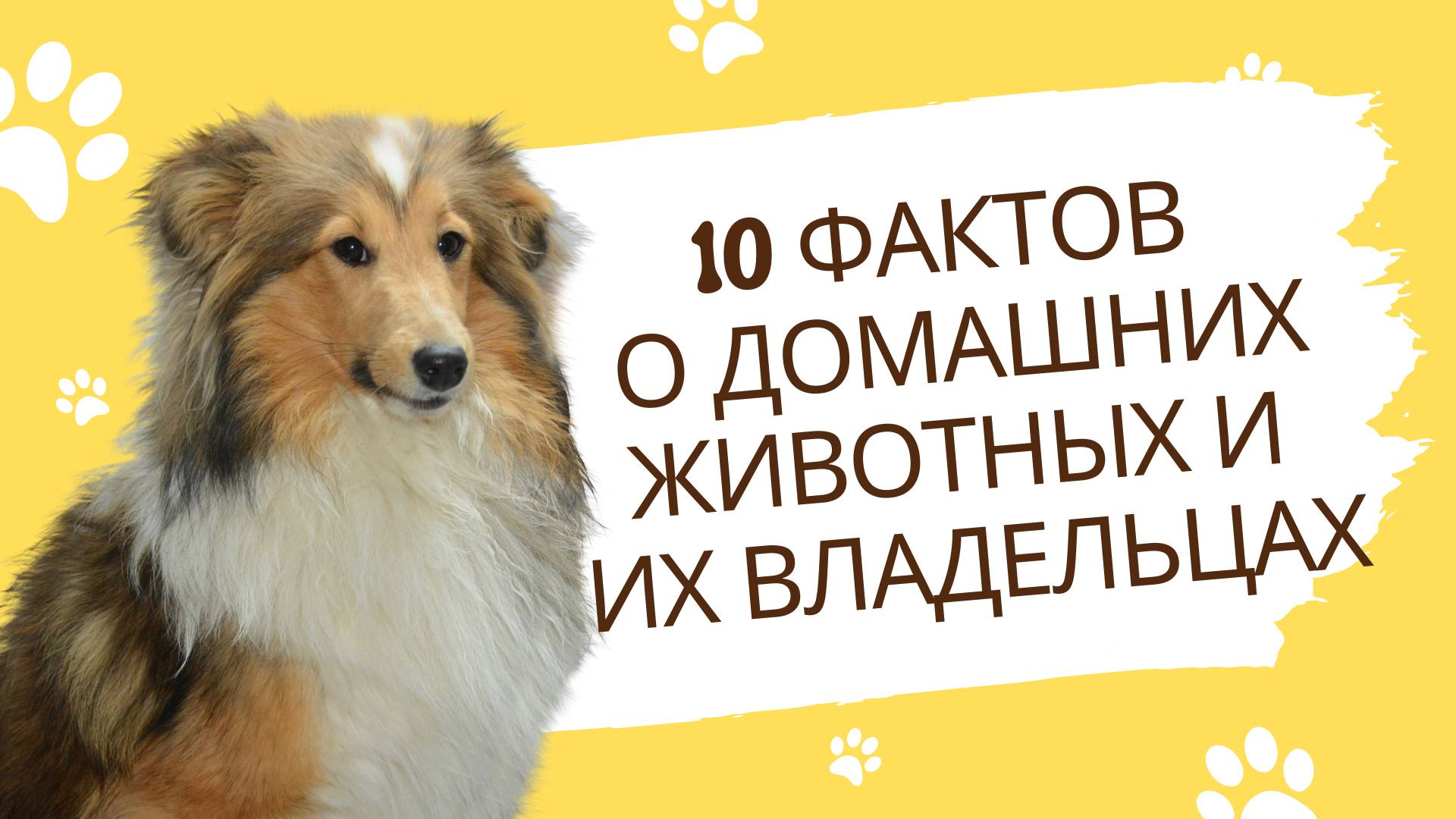 10 фактов о домашних животных и их владельцах