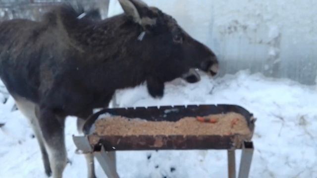 20е декабря. знакомьтесь - Мальчик, он же Малыш...