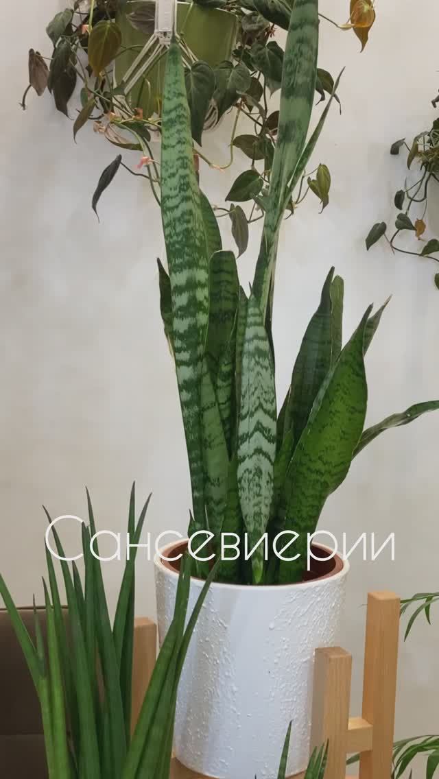 Сансевиерии