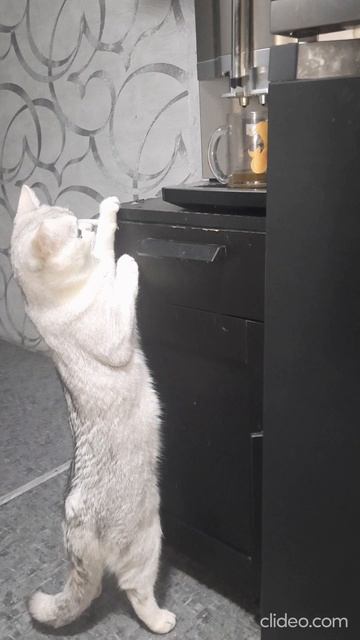 котик хочет кофе.mp4