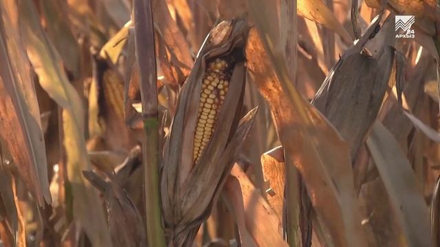 Оперативные сводки - 09 (24.01.2025)