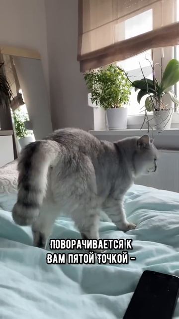 Как понять, что кот хочет тебя убить🙀 ч.2