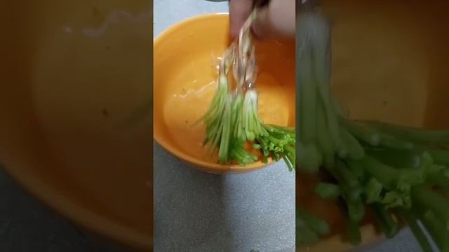 Grow coriander from store bought coriander till harvest #explore #yt #terracegarden #yt #shorts