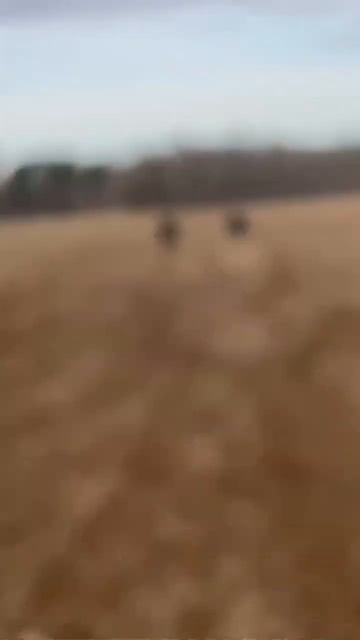 Rmz450 vs Crf450r