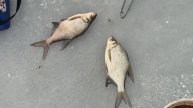 Рыбалка на Рузском водохранилище лещ, плотва, щука, судак (нарезка моментов)