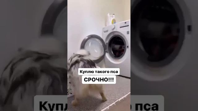 пёс уборщик