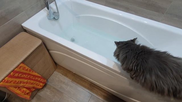 Кот любит пить воду из ванны, зачерпывая её лапой!
