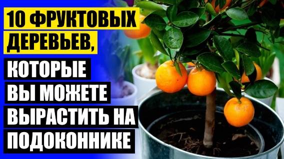 ❕ Лимон домашний павловский ⭐