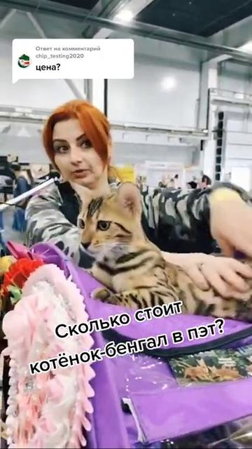 Сколько стоит бенгальский кот?