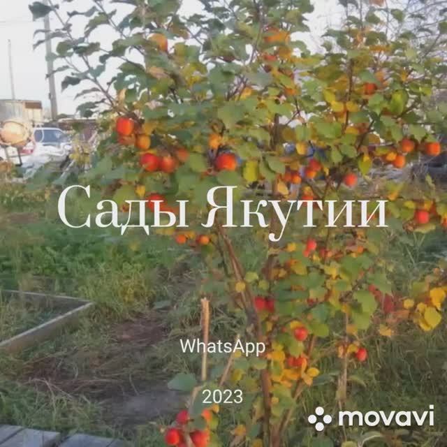 Сады Якутии. Наши результаты в 2023 г..mp4