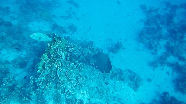 Большой наполеон.Красное море. Шарм-эш-Шейх. Шаркс-Бей. 2024