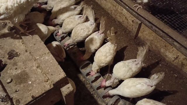 Не разносятся куры молодки что делать