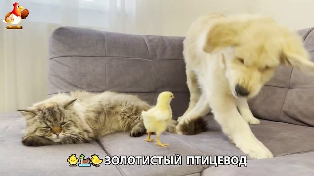 Щенок с цыплятами и утятами 🐤🦆🐶 Золотистый ретривер птицевод ❣️🥰😂 (4)