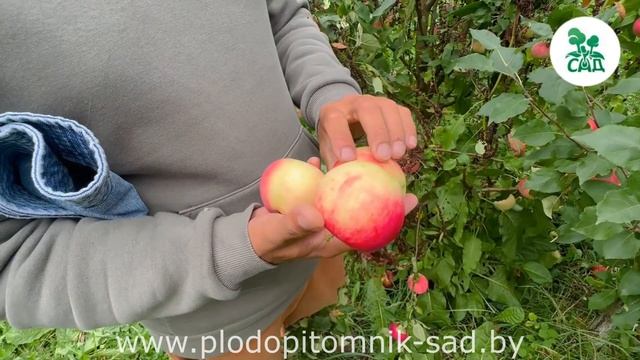 Яблоня МАНТЕТ: Лучший выбор для садоводов - сильный АРОМАТ, высокая УРОЖАЙНОСТЬ и РАННЕЕ созревание.