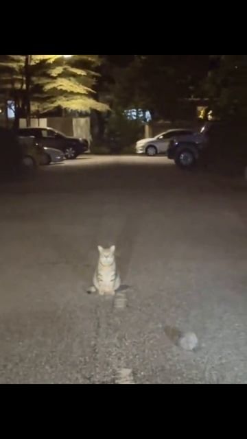 Приколы