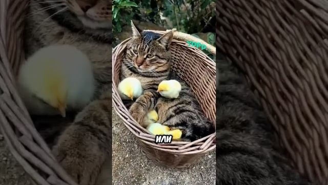 любимец фермы