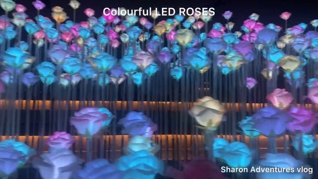 Colourful Led Roses at Kowloon Bay