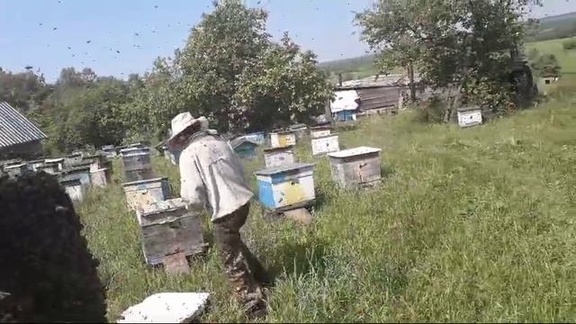 Рой на пасеке