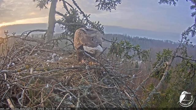 Jūras ērgļi Durbē - LDF tiešraide 17.04.2023 06:37
