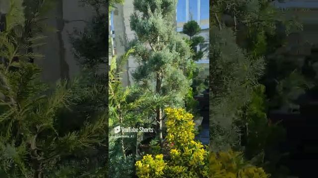 Шок контент!!! Не надо поливать летом растения!!! #сад #дача #garden