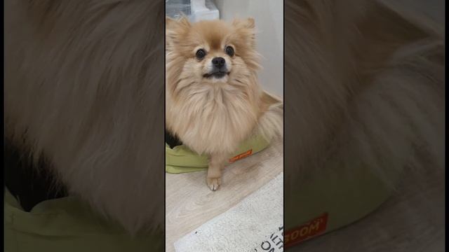 Шпиц не выспалась и не хочет давать лапу!