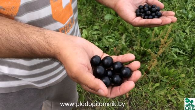 Сравнение сортов смородины чёрной Добрыни и Загадки.