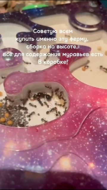 Муравьиная ферма "ANTsFARM" ||| Муравьи жнецы - Видео отзыв 2022