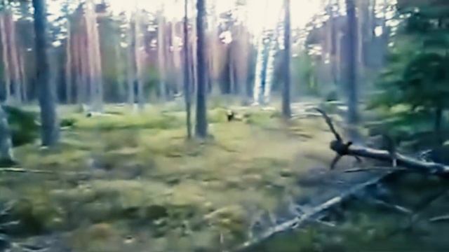 ЧТО ЭТО МОНСТРА В КАРЕЛЬСКОМ ЛЕСУ Сняли На Камеру _ Чудовище или Оборотень