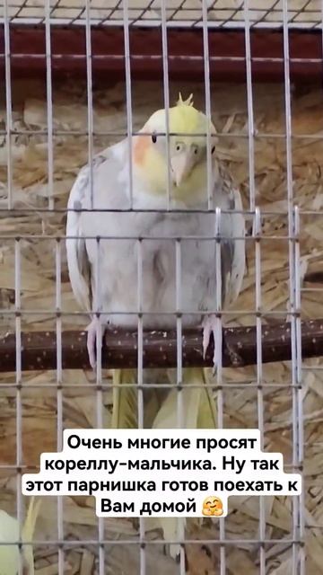 Самец кореллы очень красиво поёт ❤️ #shortvideo #shorts #корелла #кореллапоёт #попугаи #pubgmobile