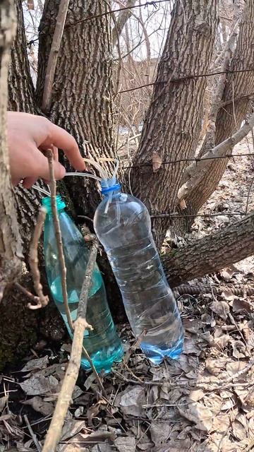 Беру сок клёна ясенелистного