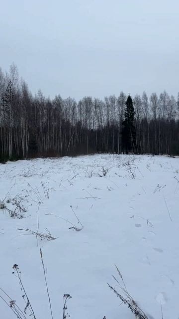 Земельный участок 35 соток в посёлке Луч, почти в черте города Александрова Владимирской области