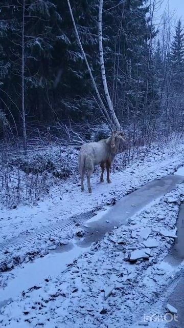 дикий козел в тайге