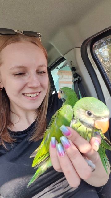 Это ВЬЕТНАМСКИЙ попугай|РОЗОВОГРУДЫЙ попугай #shortvideo #shortsvideo #ожереловыйпопугай #корелла