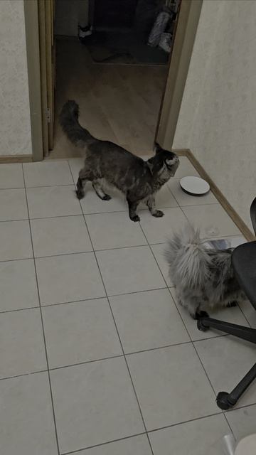 Очень любят сердца🐾🐾