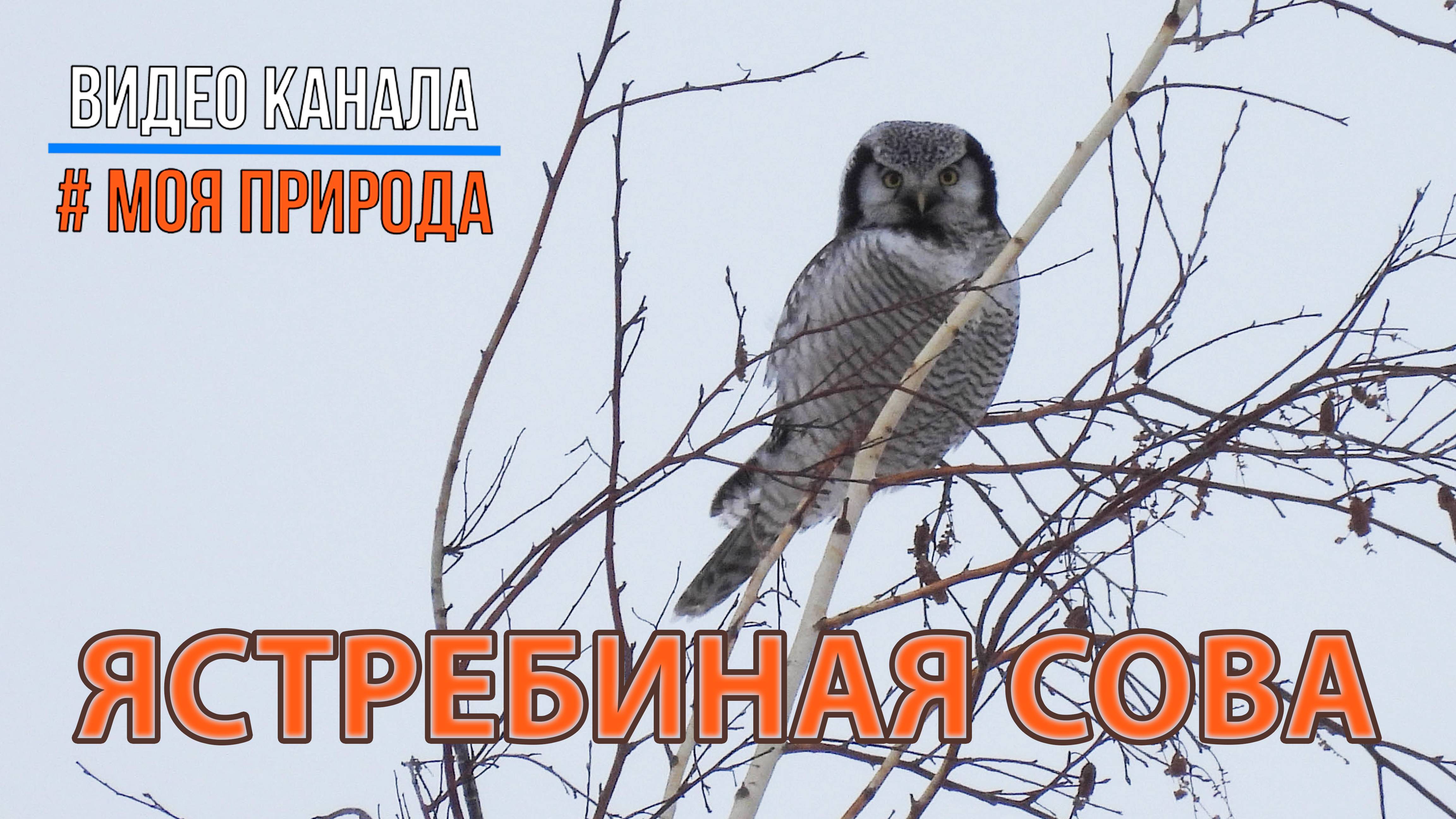 Ястребиная сова