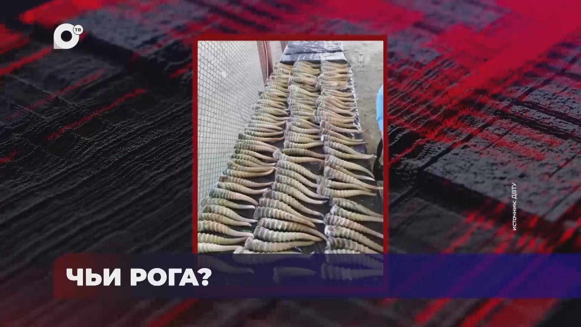 В порядке! / Чьи рога? / Погранпереходы с Китаем / 24.01.25