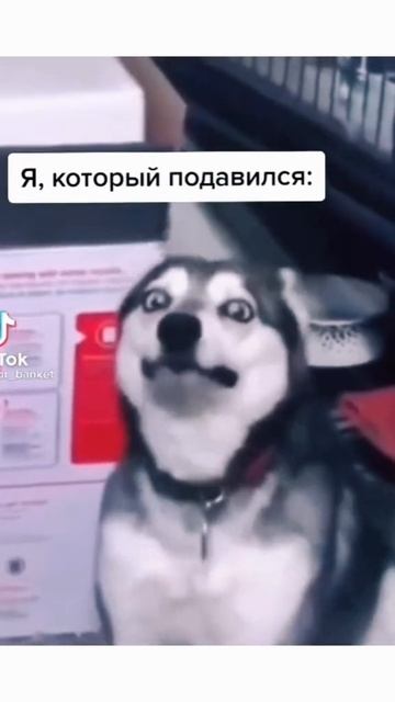 Жиза