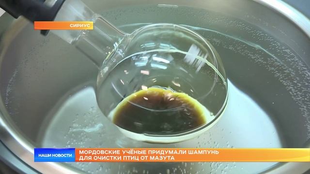 Мордовские учёные придумали шампунь для очистки птиц от мазута