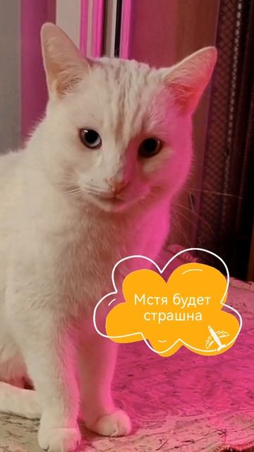 Снежик растроин. petal_20241009_002437