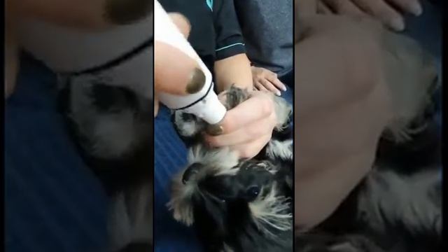 Как подстричь когти собаке