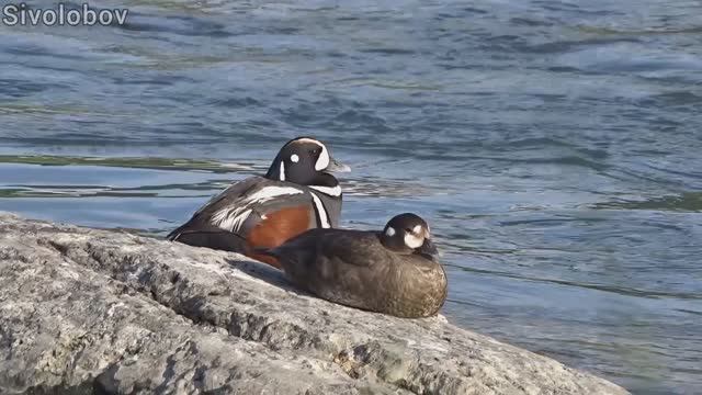 Речка Еуваям - Корякское нагорье.