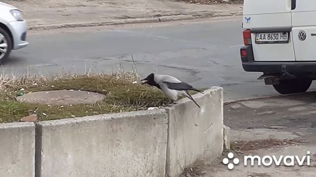 Белая ворона пьёт кофе