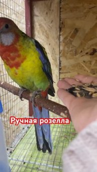 Малыш розеллы кушает с руки #ручнойпопугай #милота #зоомагазин #попугаи #волнистыйпопугай #shorts