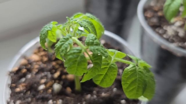 1 КАПЛЯ ПОД ЛЮБУЮ РАССАДУ! РАССАДА ТОЛСТАЯ, НИЗЕНЬКАЯ И КОРЕНАСТАЯ, ПОВЫШАЕТ УРОЖАЙ В 10 РАЗ