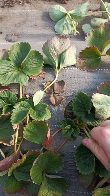 Весна приходит раньше. Начинаем зачистку клубники🍓 #strawberry #клубника #сад #огород #дача #garden