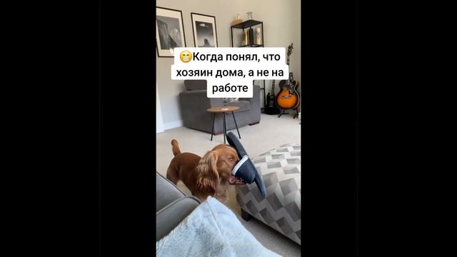 Хозяин дома
