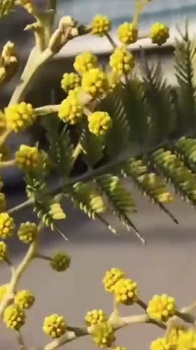 Мимоза🌿🌿