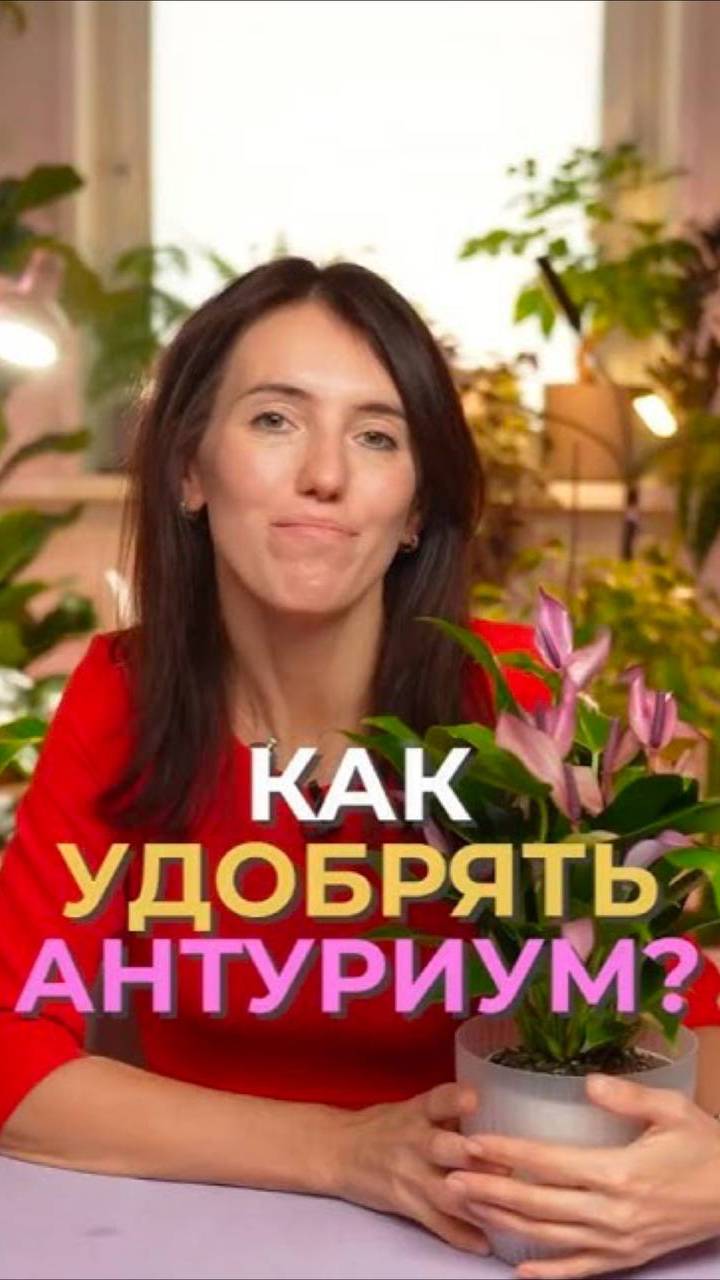 Как заставить антуриум БЫСТРО зацвести？_#растения_#подкормка_#садоводство