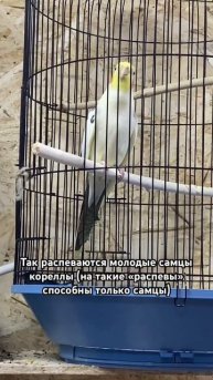 Корелла поёт #зоомагазин #shortvideo #корелла #short #pubgmobile #попугаи #милота