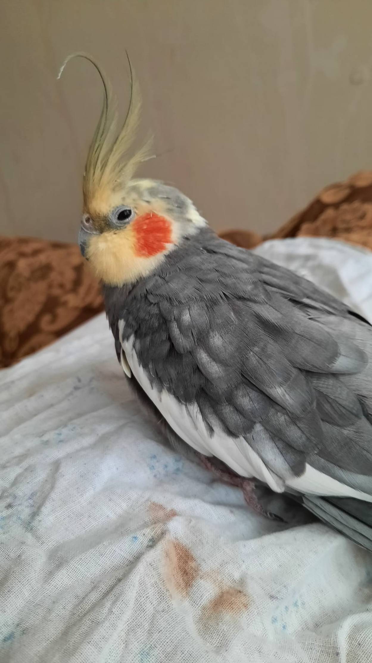 Семечки